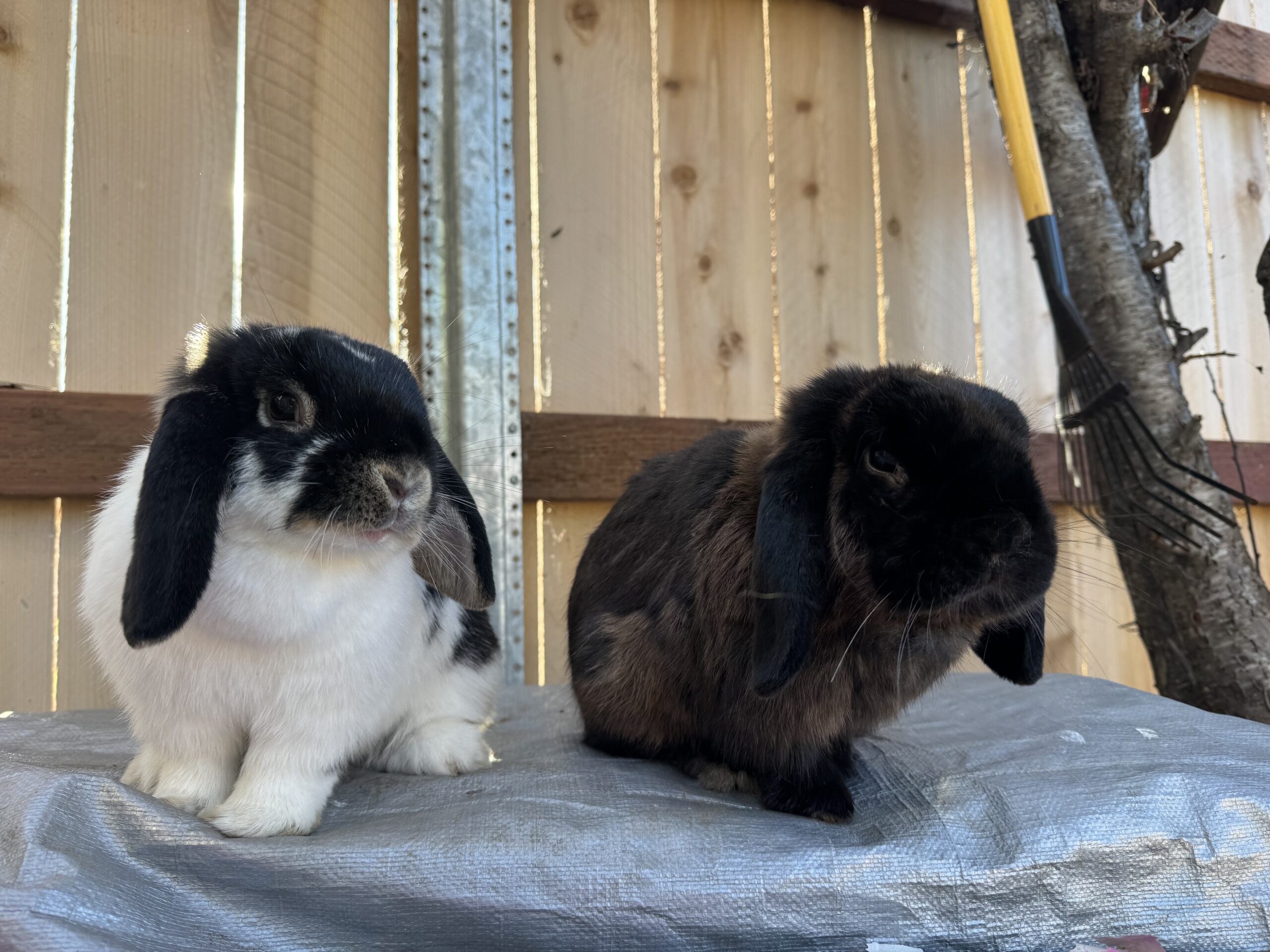 Honey & Mustard Johnson